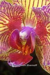 phalaenopsis 2 thumbnail graphic